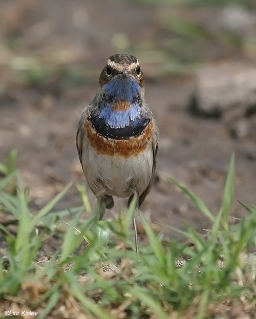   Bluethroat  Luscinia svecica                                  , ,, 2009, :  